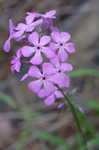 Downy phlox